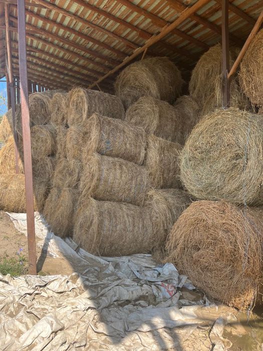 DOAR NEAMT Baloti de vanzare de lucerna/fan 160/120