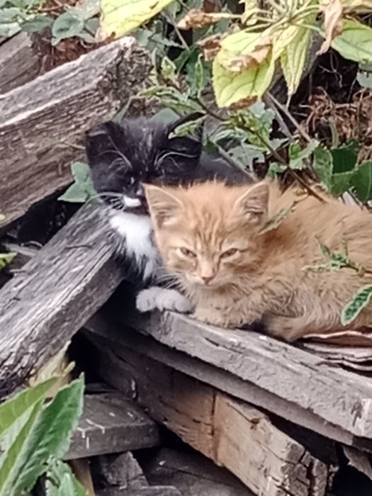 Котята бездомные