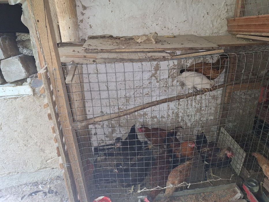 Дамашни товуклар сотилади