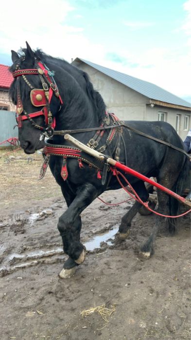 Cal frizian  armasar de 5 ani