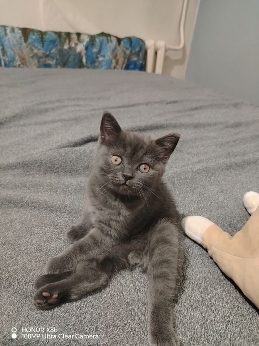 Продам котёнка британец