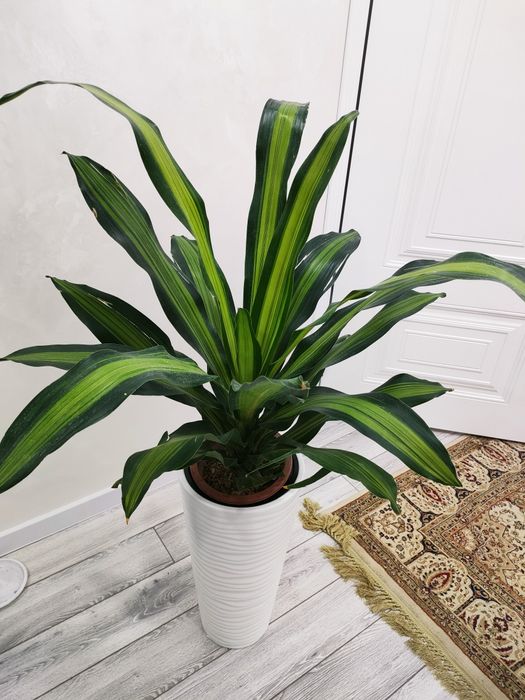 комнатные цветы, доставка