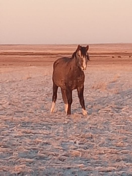 Жеребец молодняк