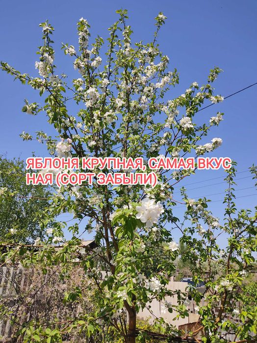 Продам дачу на Бобровке