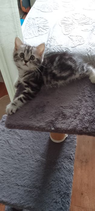 Шотландская кошечка осталась  одна