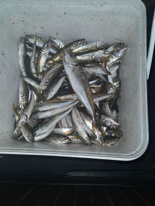 Моторна яхта Maxum