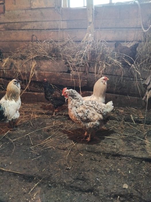 Продам домашних курочек