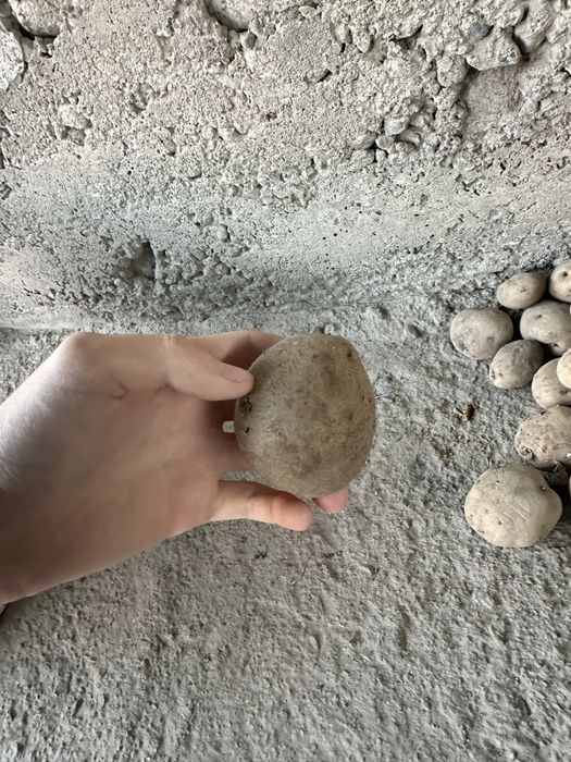 Семен кортошки с огорода