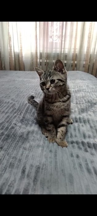 Шотландский котик. Скоттиш страйт.