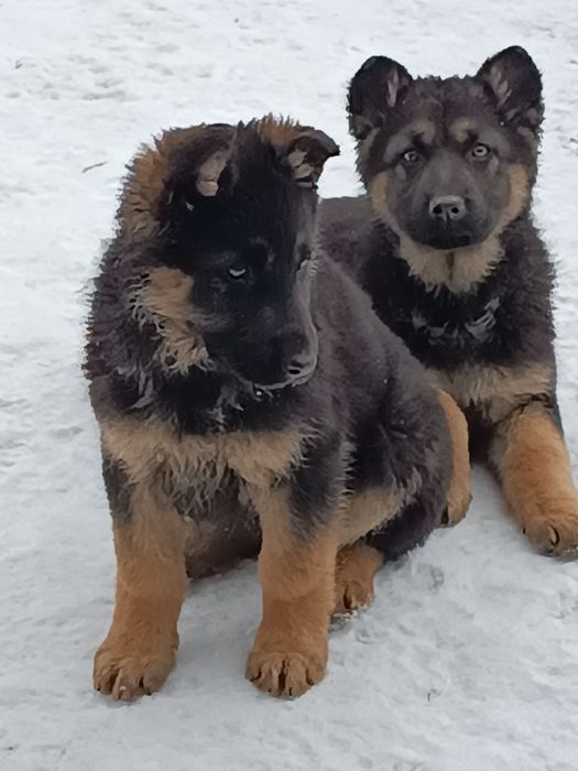 Продажа животных