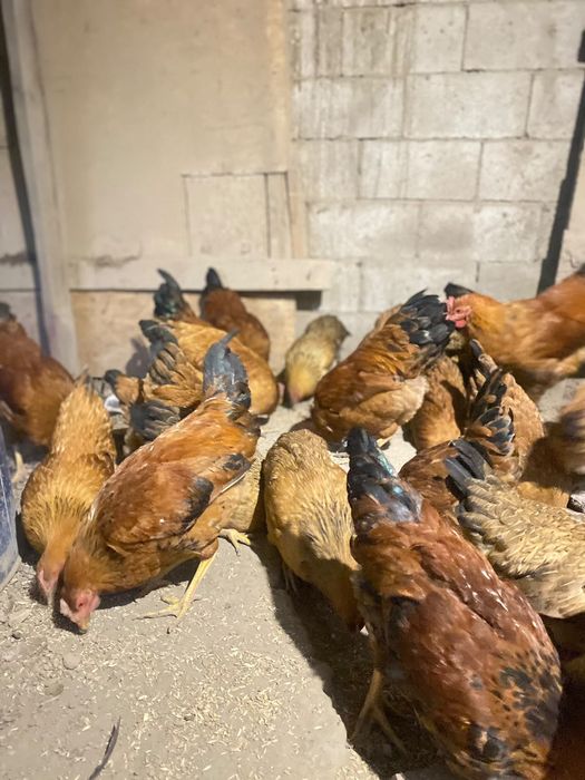 Продам кур кучинских юбилейных