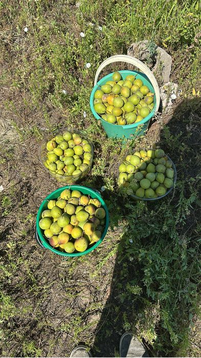 Продам дачу сад Здоровие