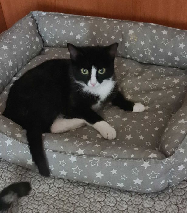 Котенок в добрые руки