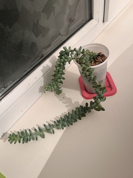 отдам растения суккуленты