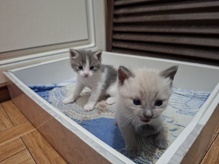 Отдадим котят в добрые руки