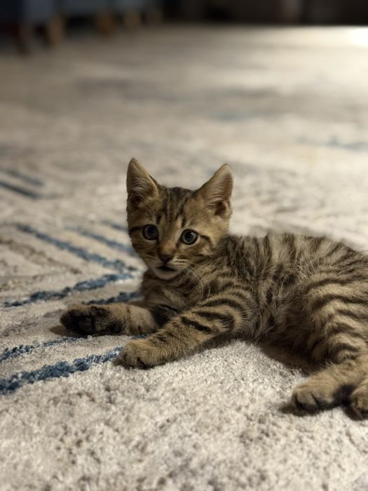 Bengal toza qon yosh 2 oyli