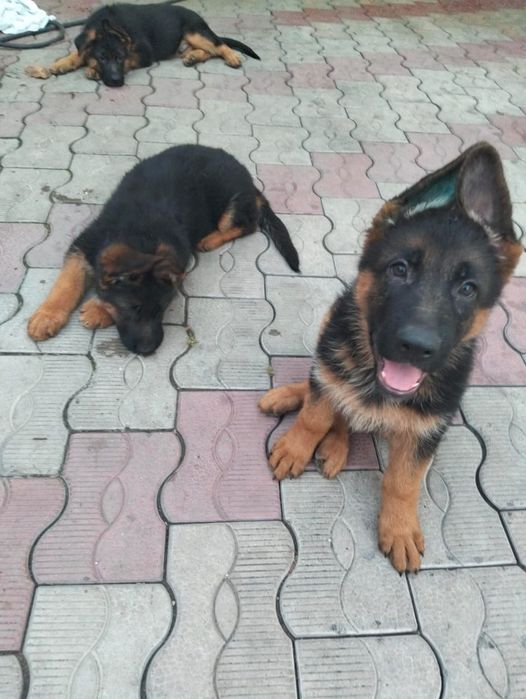 Щенки немецкой овчарки