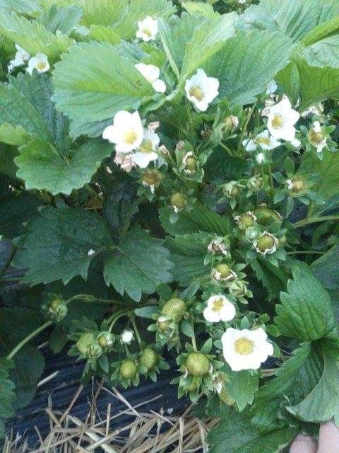 Stoloni capsuni albion si diverse soiuri unifere,elsanta