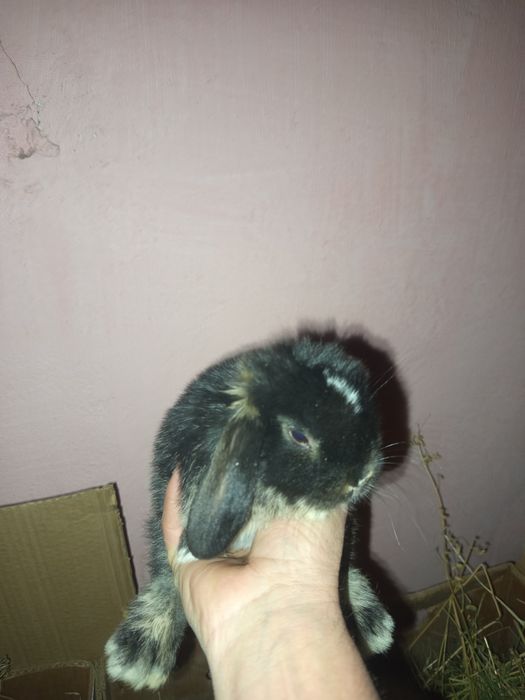 Карлик куенчалар сотилади.35.. 40 кунликлар.4 Таси СПЛИТ.4 та  панда