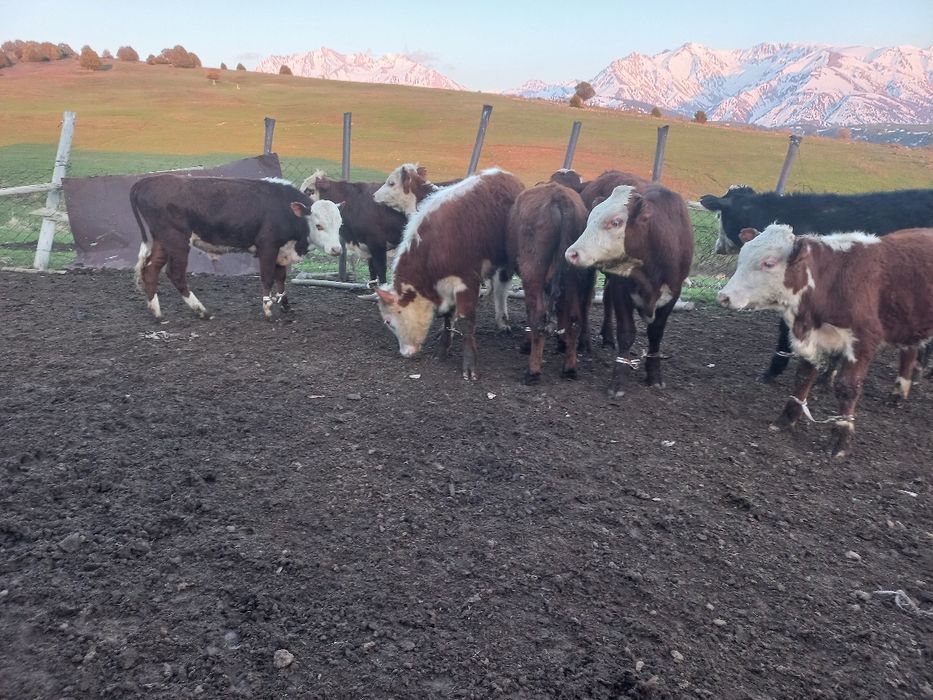 Бычоктар сатыларды