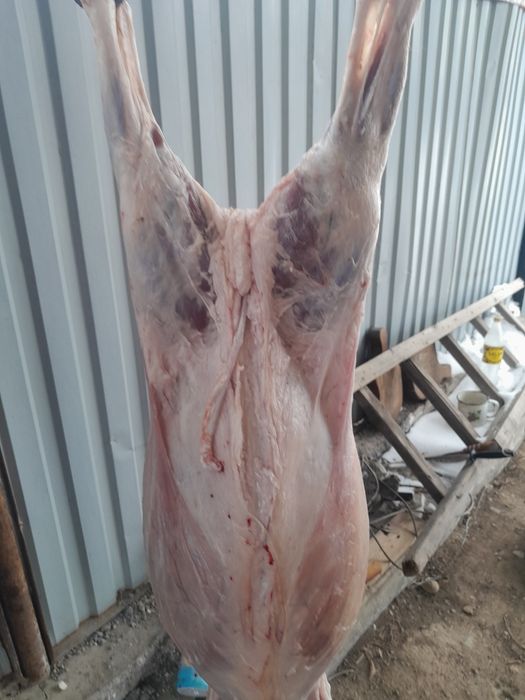 Тоқтылар сатылады