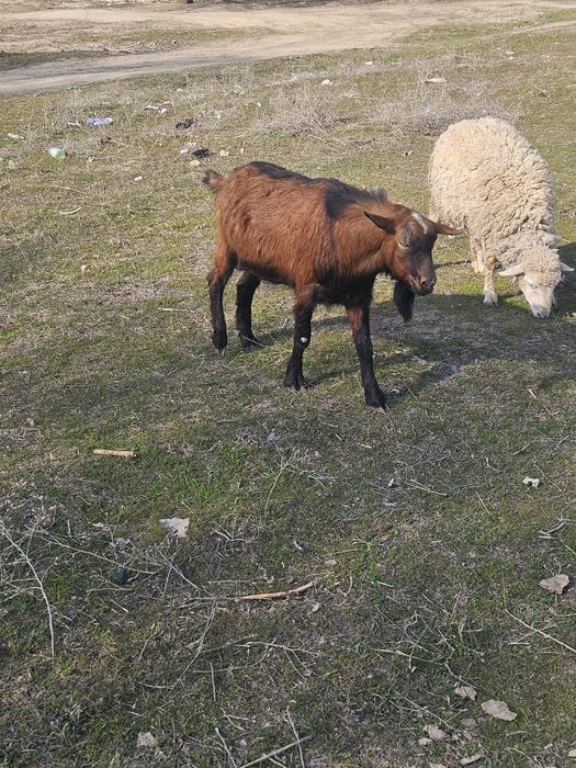 Продаётся молодой козёл