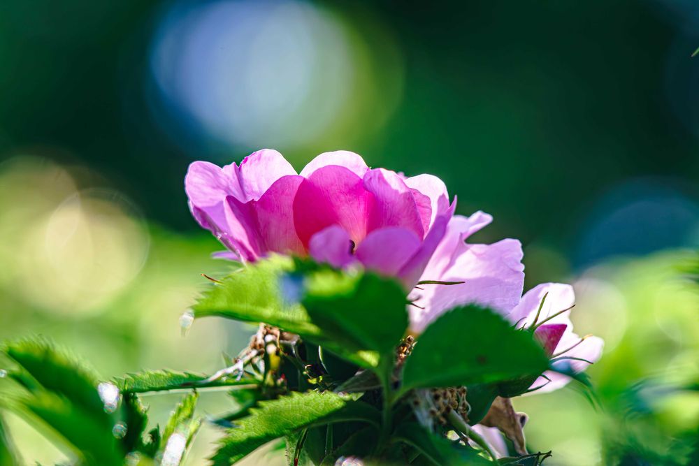 Объектив Carl Zeiss Jena Triotar