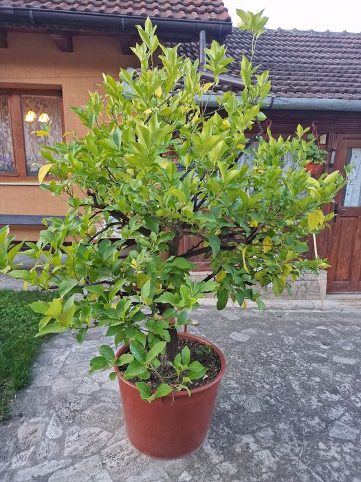 Vand  2 lamai la ghiveci