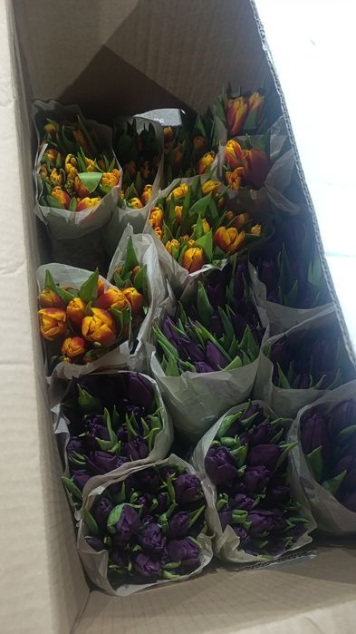 Продам оптом тюльпаны