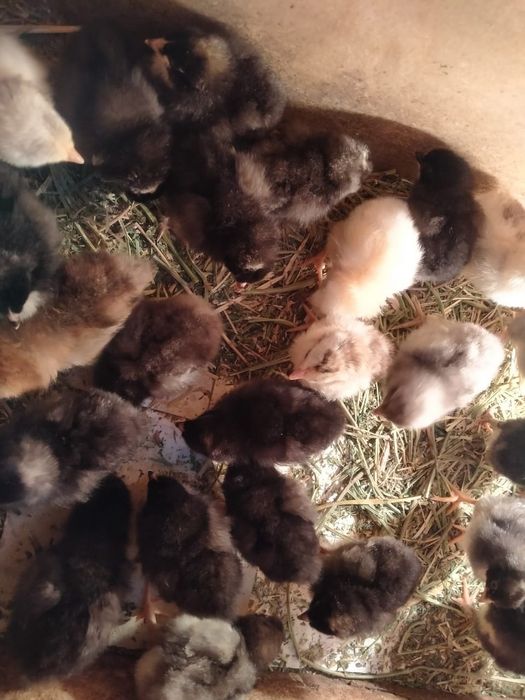 Цыплята домашние недельные