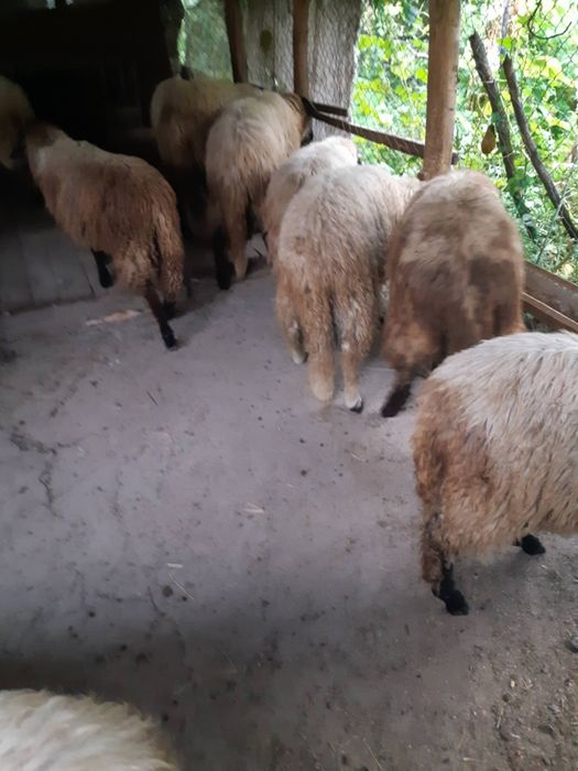 Miei de vânzare.