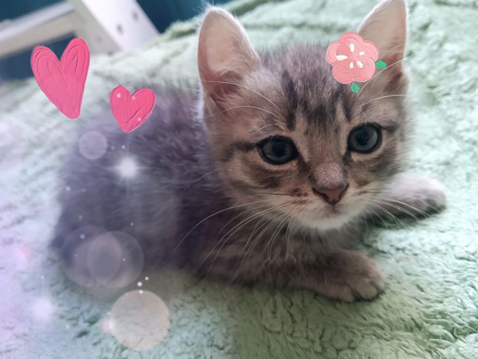 Котенка в добрые руки