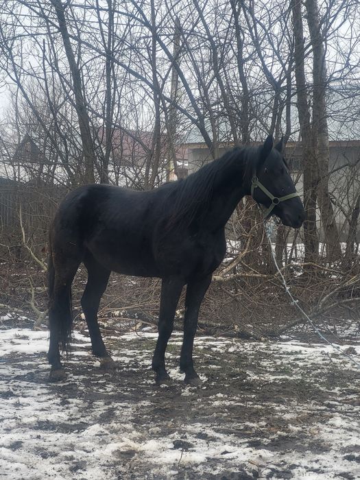Vând cal trăpaș de 5 ani