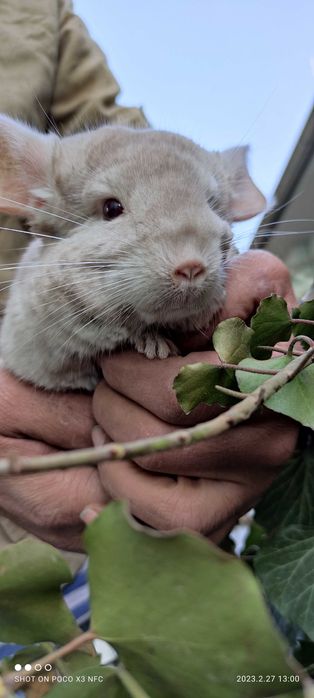 Шиншилла экзотическая