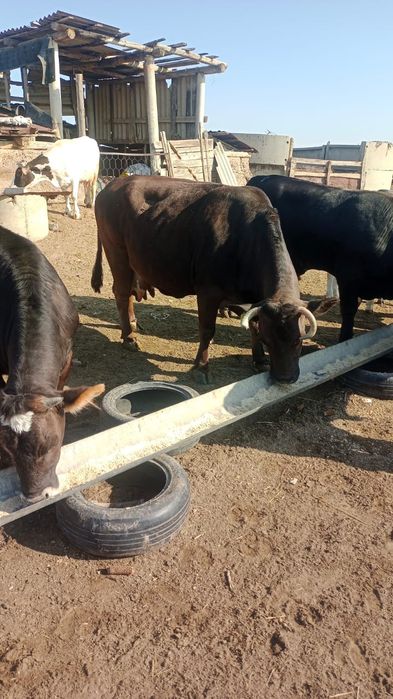 Немецкоалатуская порода