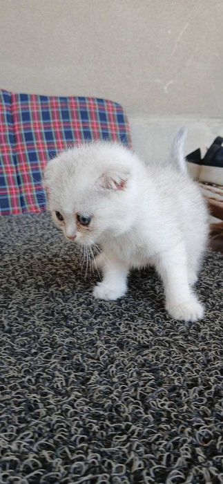 Ular mushuk ichida topni shishirdilar