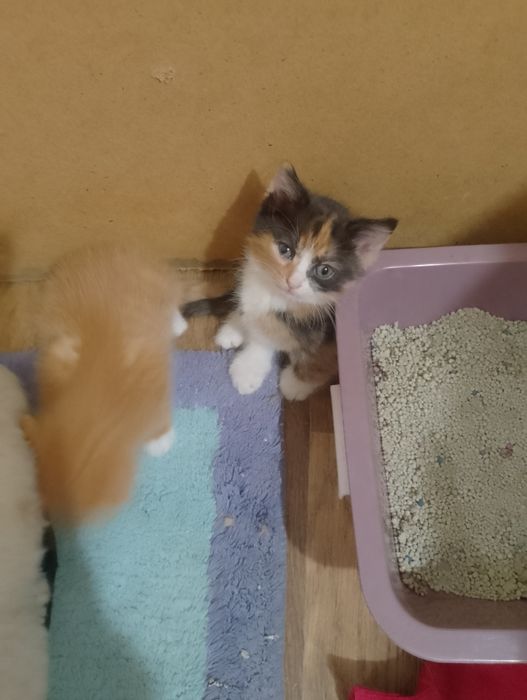Отдам котят бесплатно