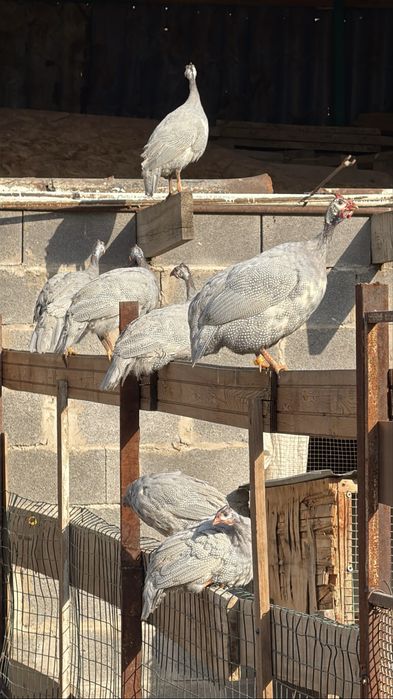 Цесарки молодые начали нестись