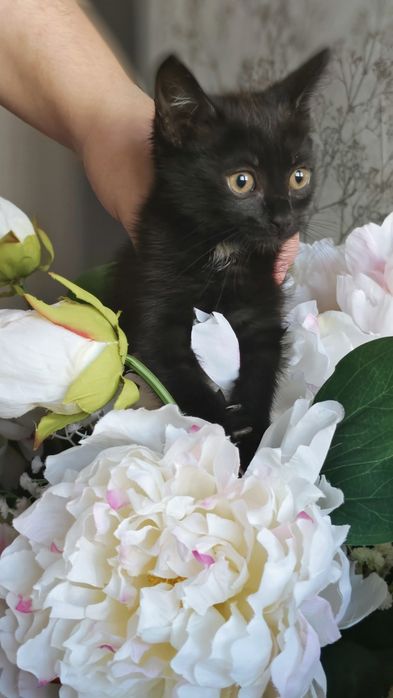 Отдам здоровых котяток