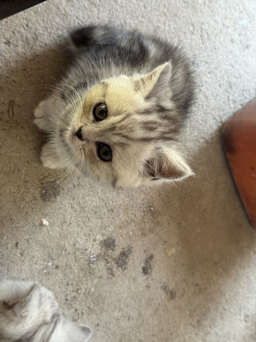 Котята скотш фолд