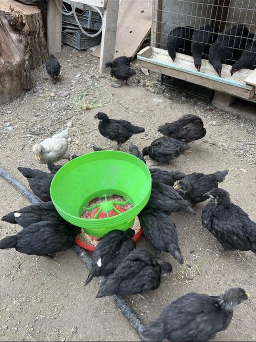 Жужа 4 ойлик Андижон кора