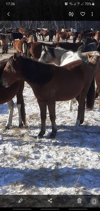 Продам лошадей тайчиков