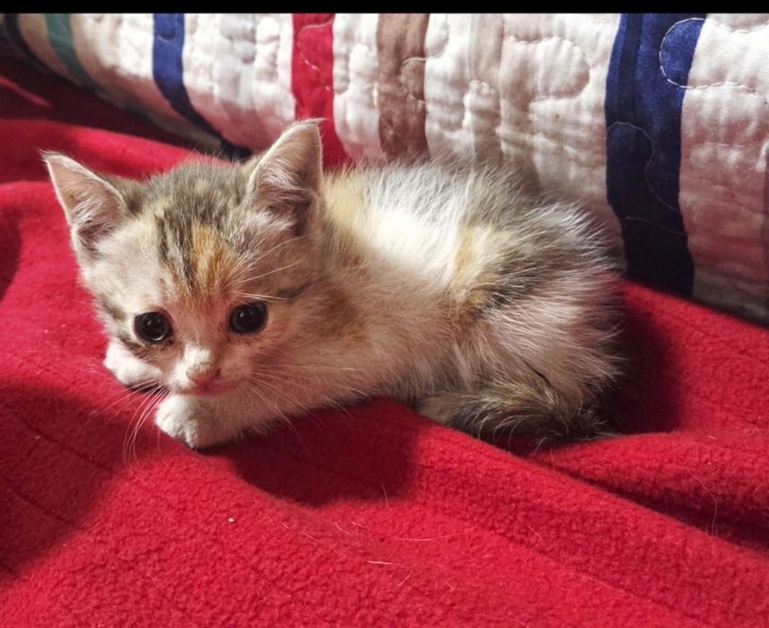 Котятки ищут любящие дома !