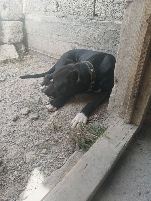 Стаффорд  черный 8 мес