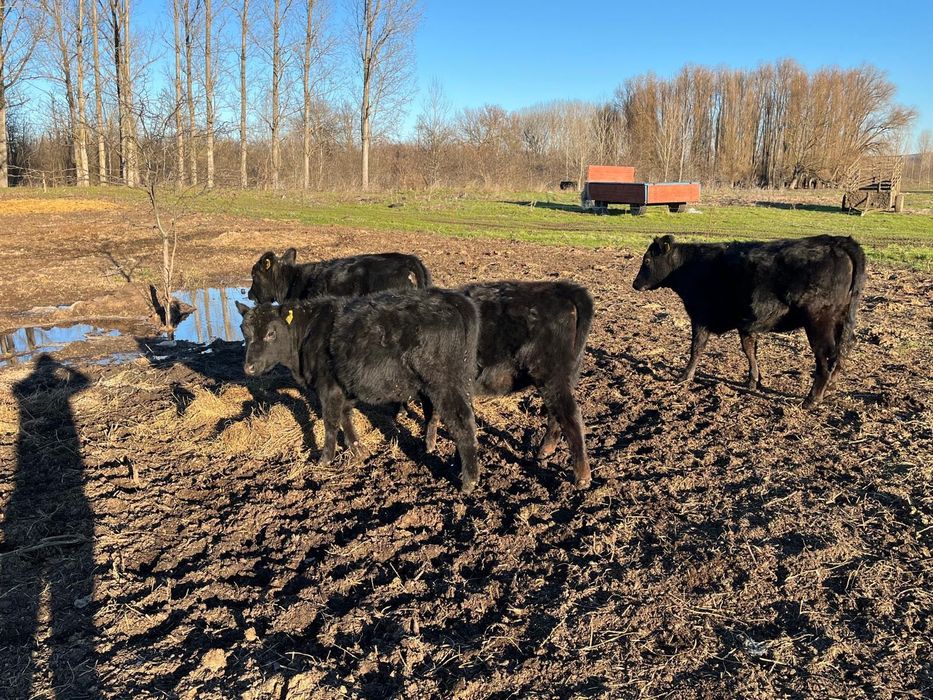 Vând un lot de 12 vitele aberden angus