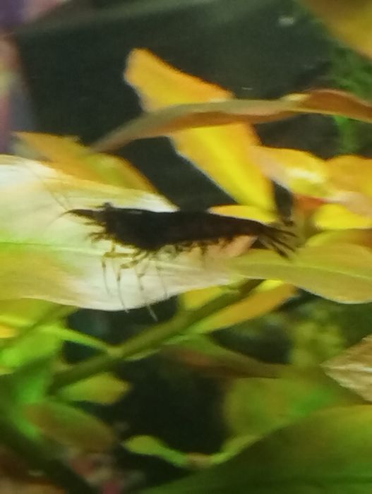 аквариумные креветки