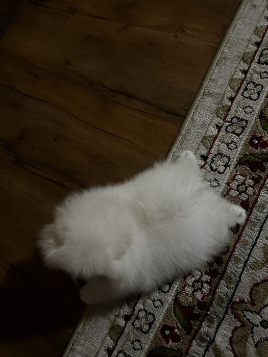 Шпиц померанский