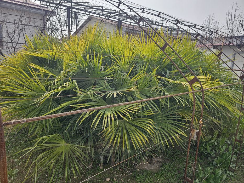 Gullar sotiladi. kelishilgan narxda 450 tup.