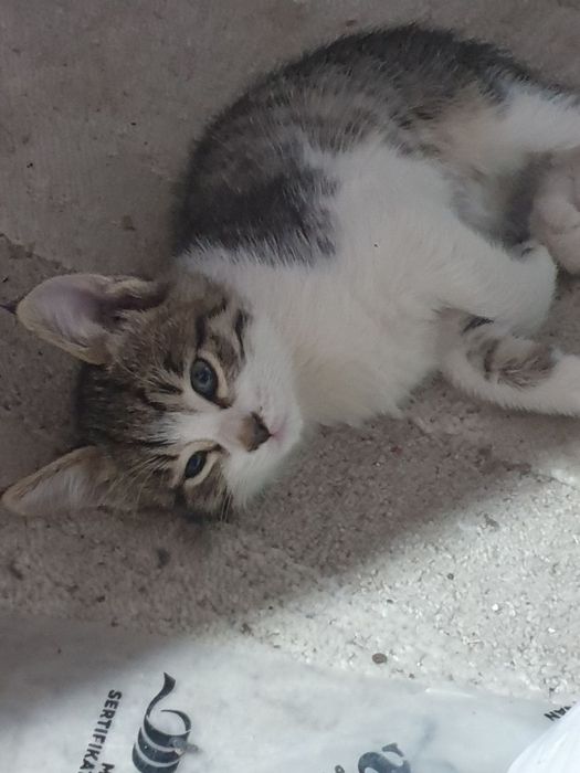 Отдам в добрые руки котят