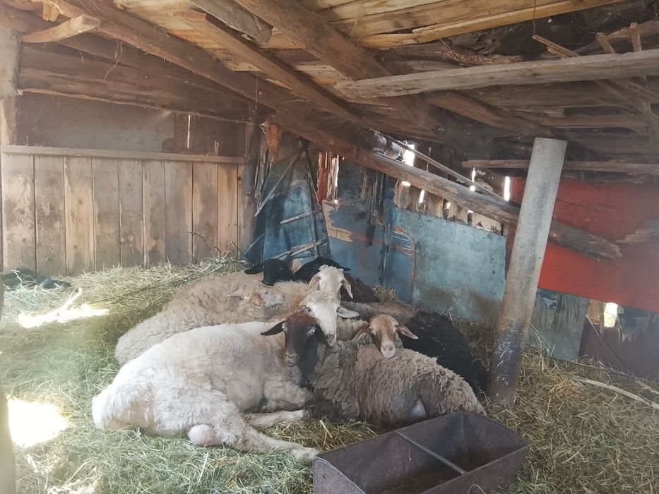 Продам Баранов  9 голов